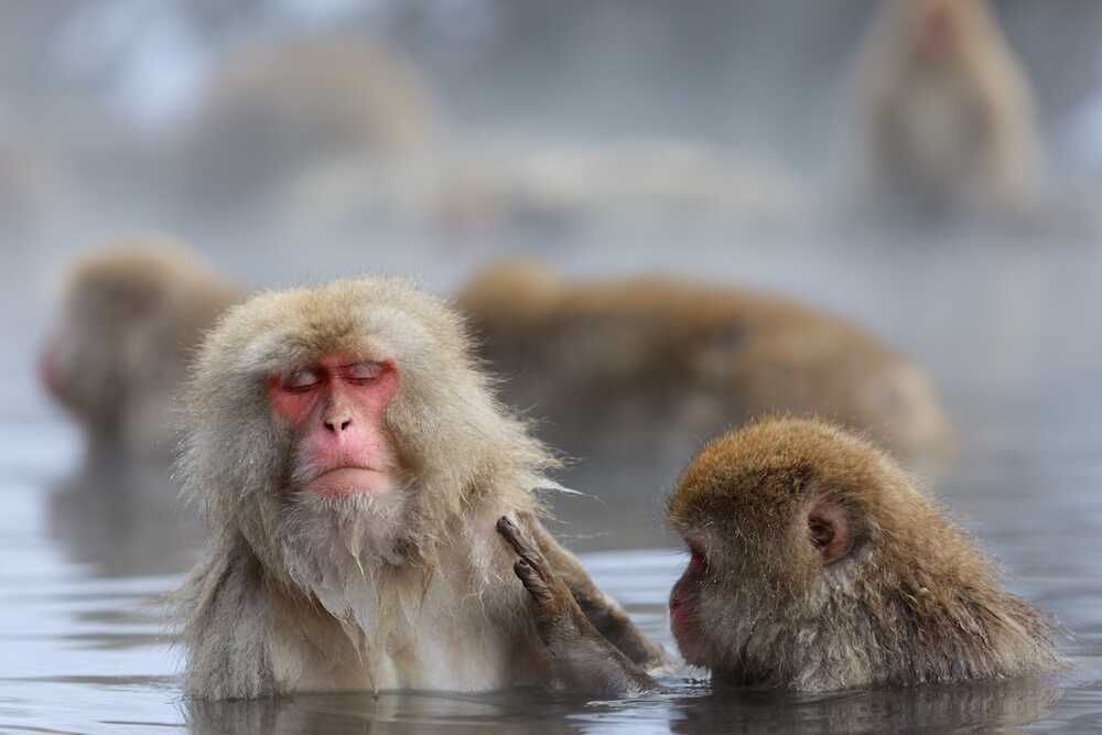 温泉の猿